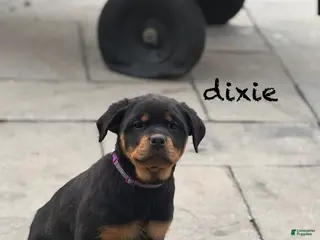 Rottweiler dogs Dixie (docked tail) - Ad 34