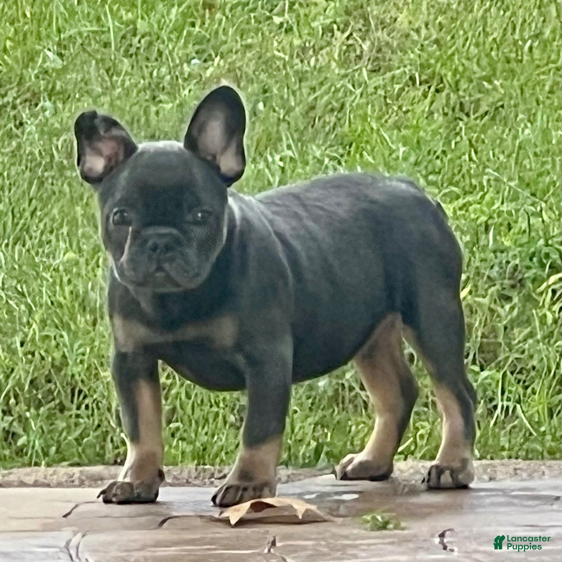 French Bulldog dogs Sandra - Ad 2