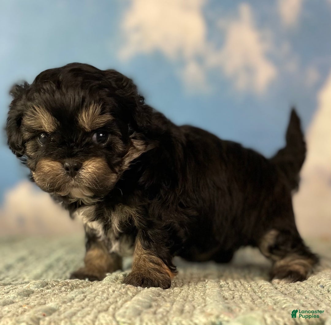 Mixed Breed dogs for sale: Maci - Ad 6