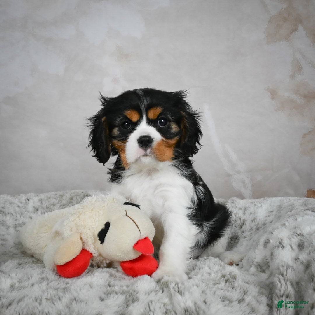 Cavalier King Charles Spaniel dogs for sale: Lincoln - Ad 2