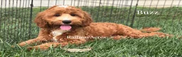 Mixed Breed dogs for sale: Buzz - Ad 2
