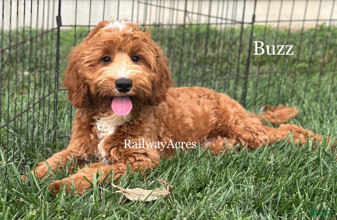 Mixed Breed dogs for sale: Buzz - Ad 2