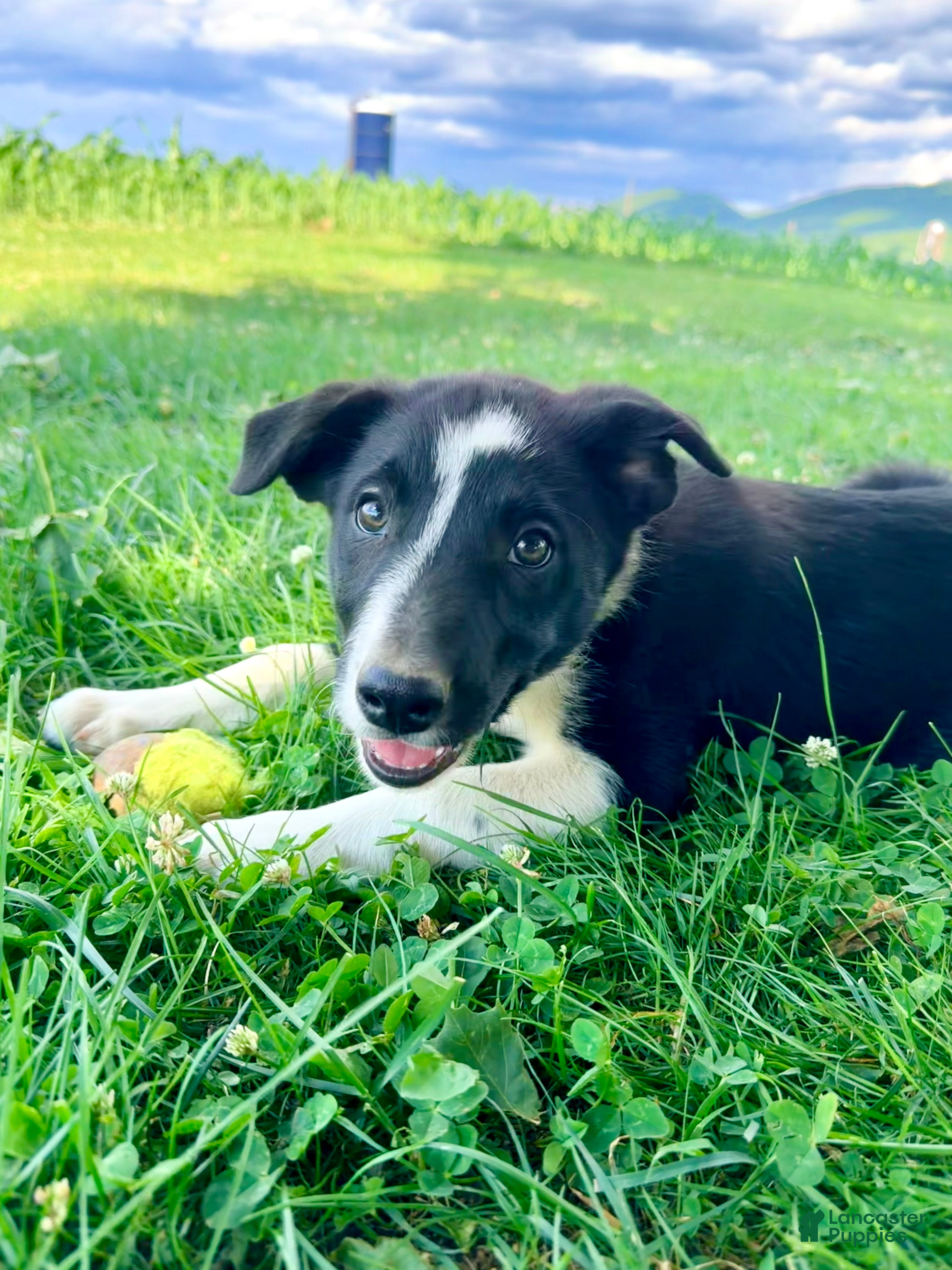 Border Collie dogs Scout - Ad 2