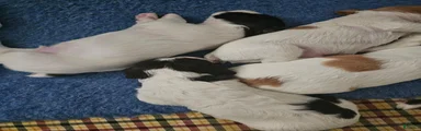 Brittany Spaniel 1