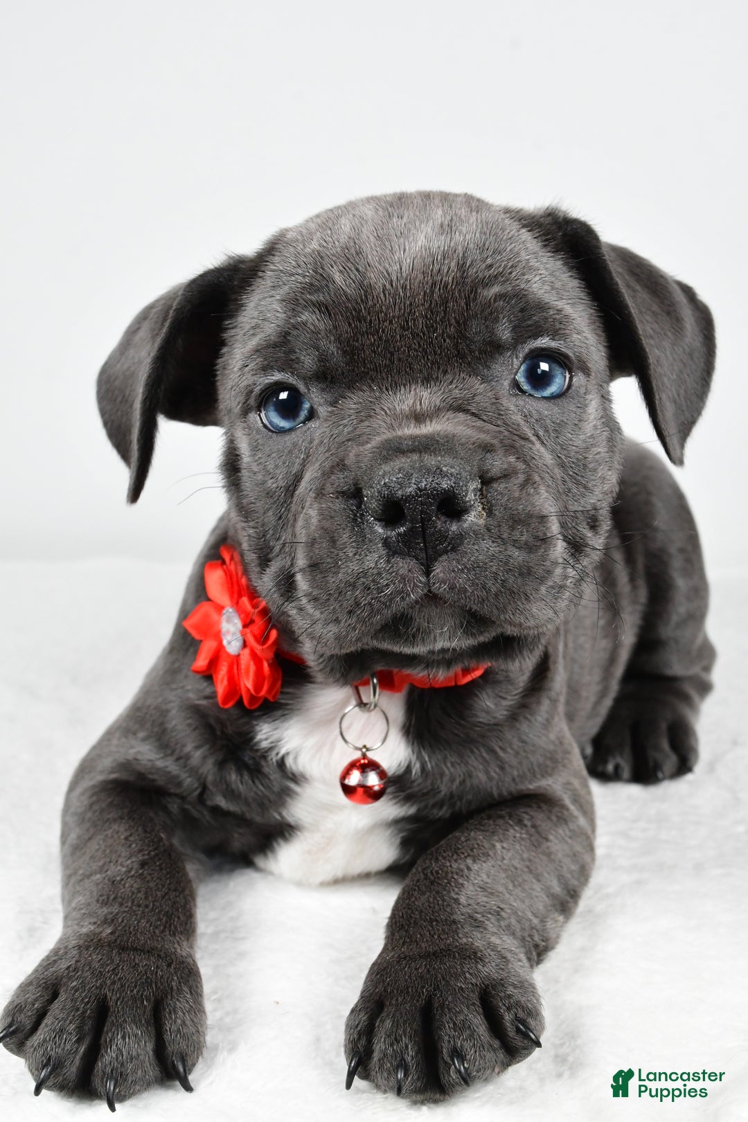 Mixed Breed dogs for sale: Della - Ad 4