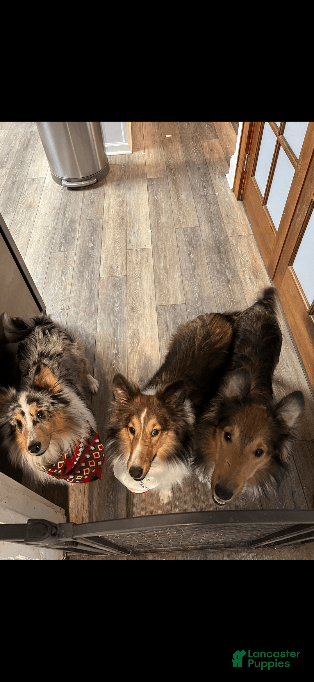 Gallery Image {{count}}