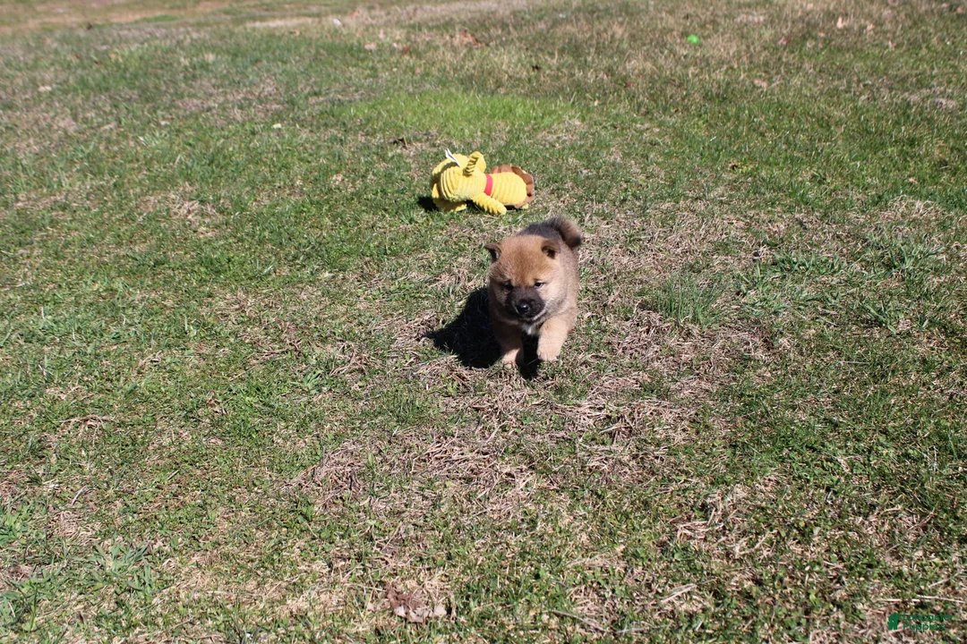 Shiba Inu dogs for sale: Rusty - Ad 2