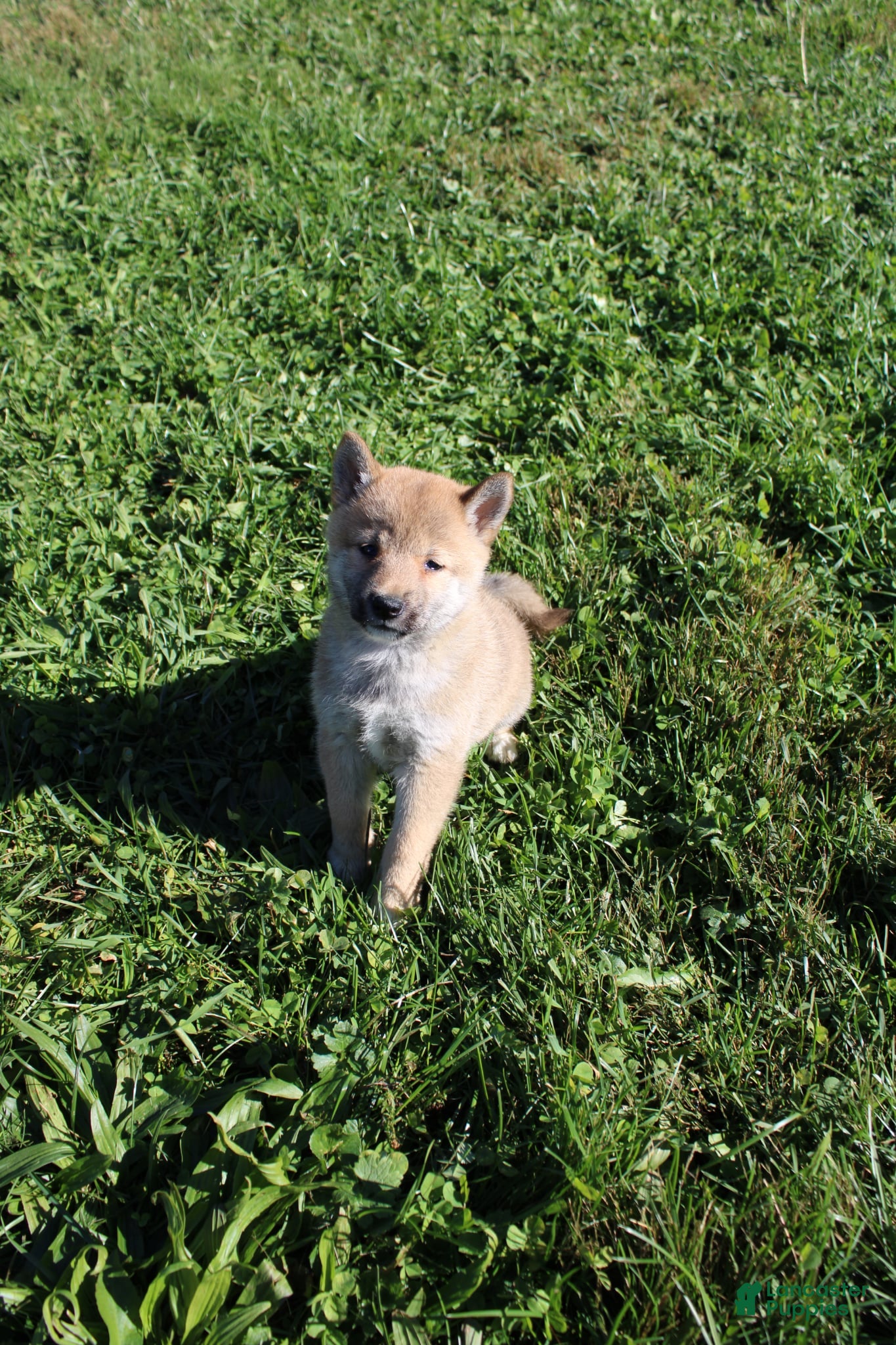 Shiba Inu dogs for sale: Mittens - Ad 1