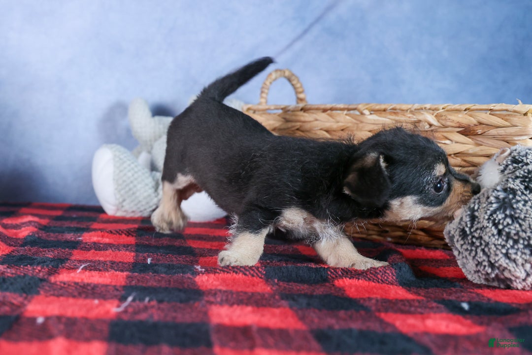 Chipoo dogs for sale: Kinsley - Ad 11