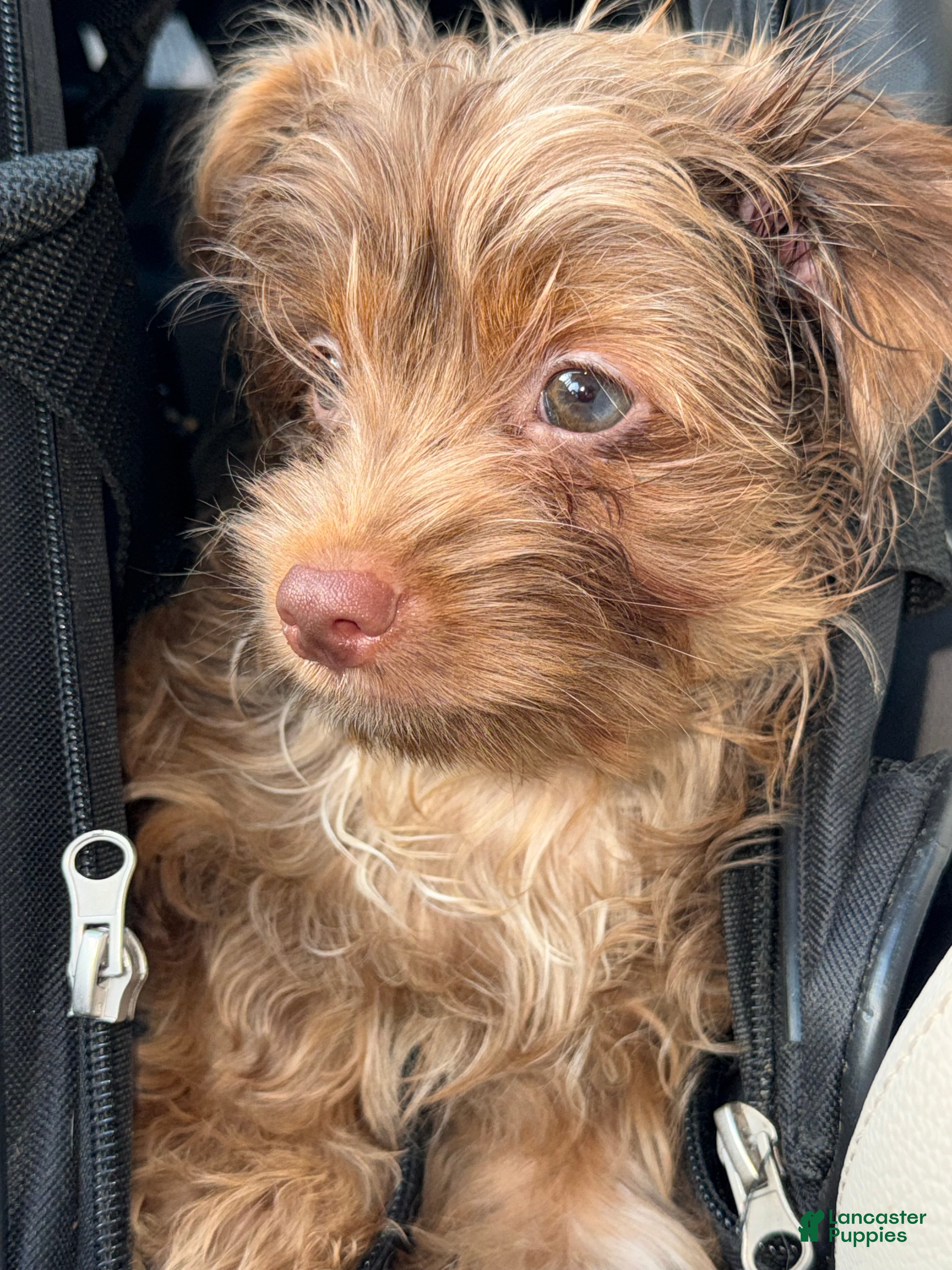 Yorkshire Terrier dogs Simba - Ad 2