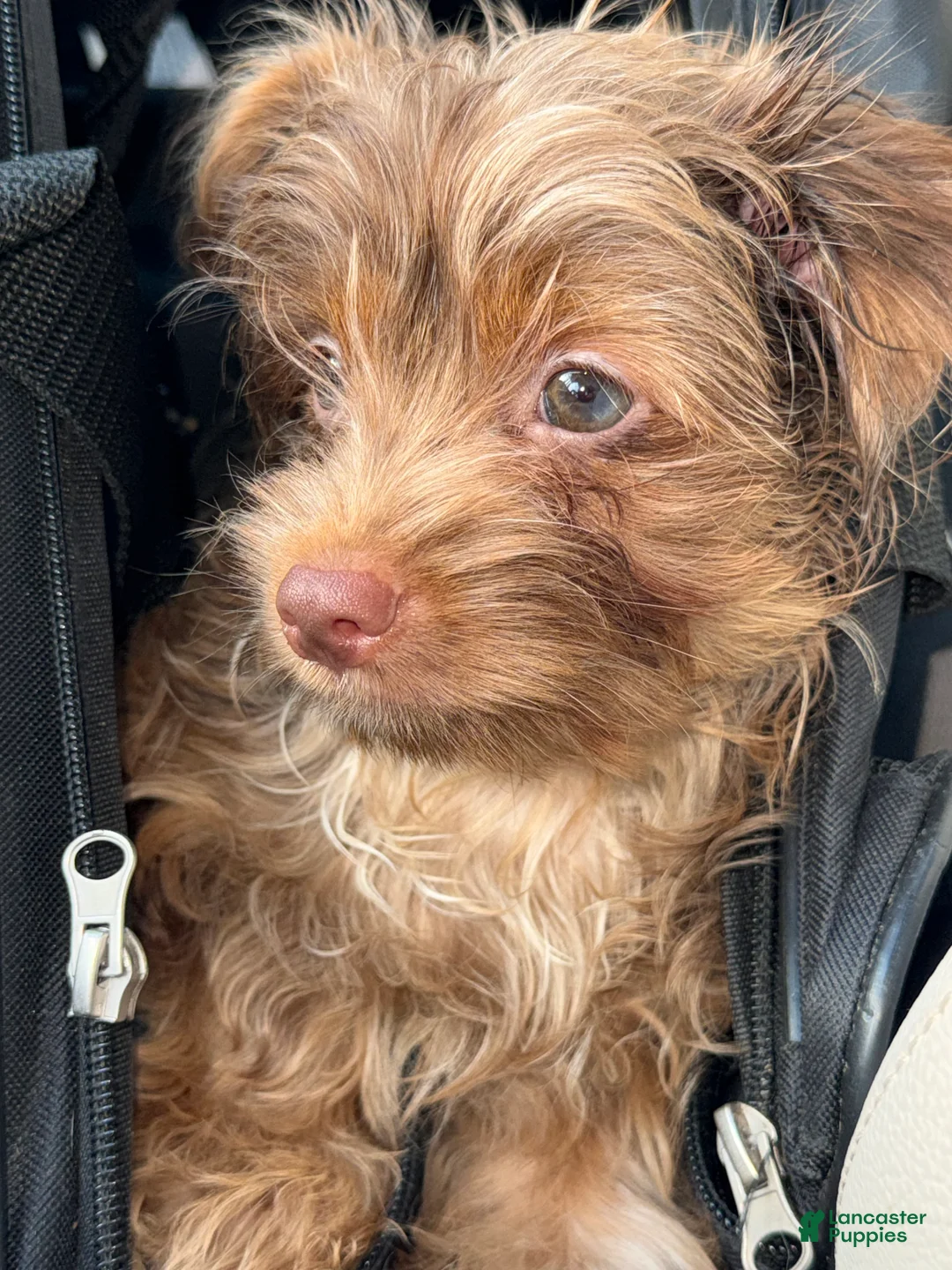Yorkshire Terrier dogs for sale: Simba - Ad 2