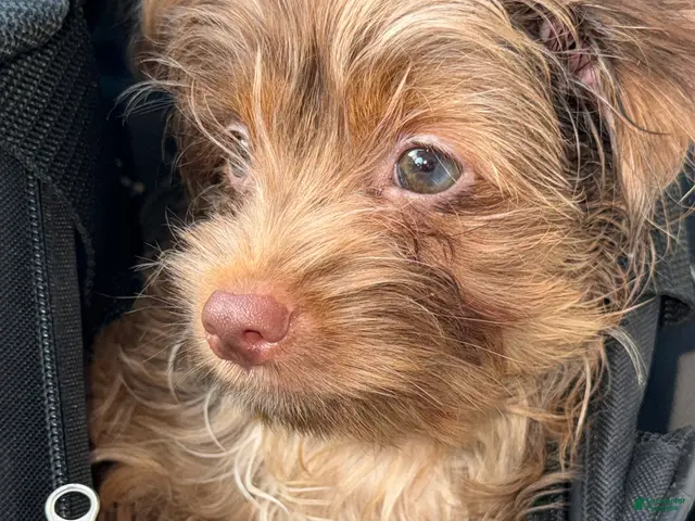 Yorkshire Terrier dogs for sale: Simba - Ad 2