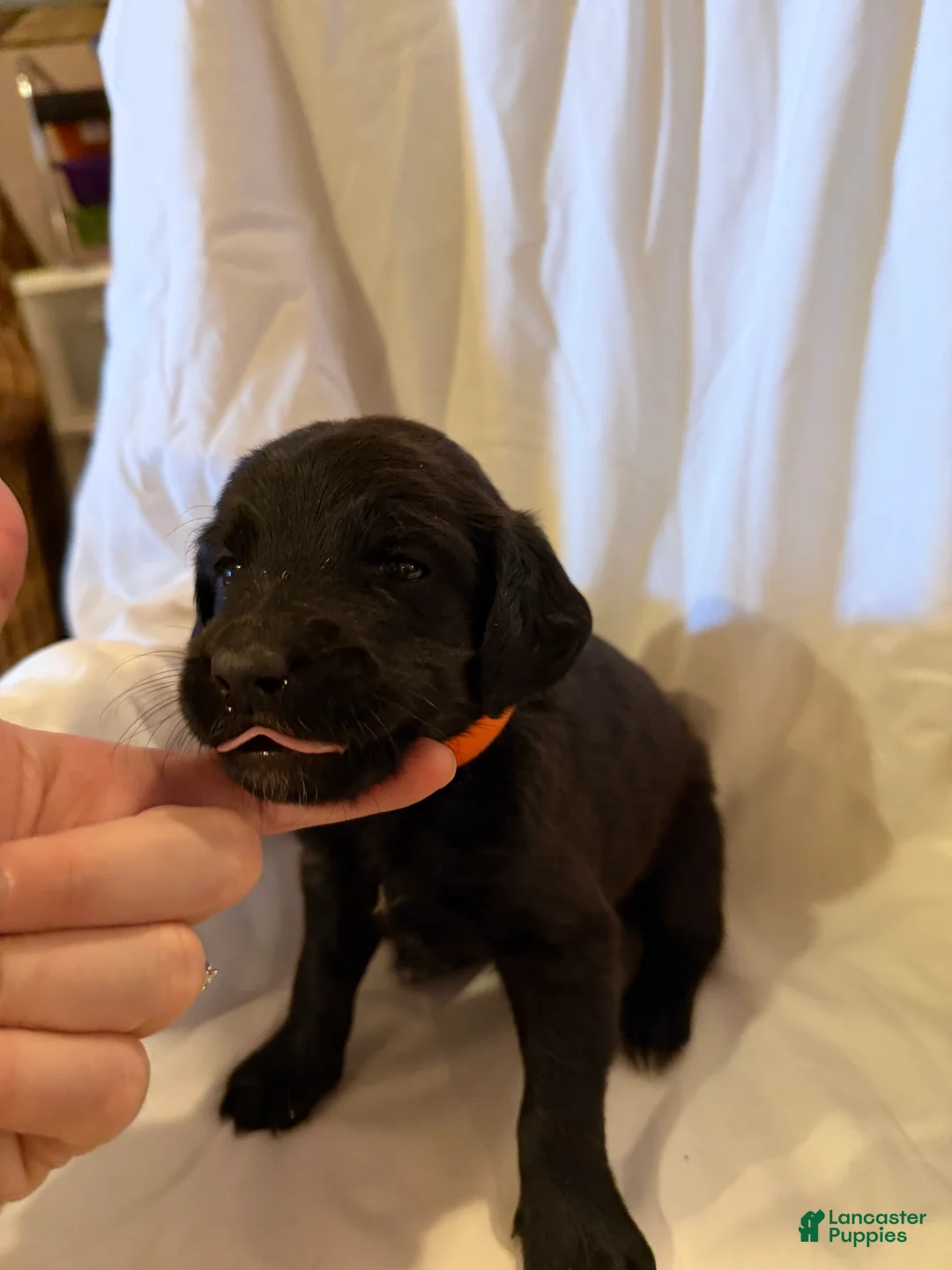 Labradoodle dogs for sale: Labradoodle Orange - Ad 1