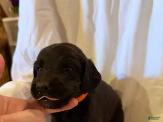 Labradoodle dogs Labradoodle Orange - Ad 31