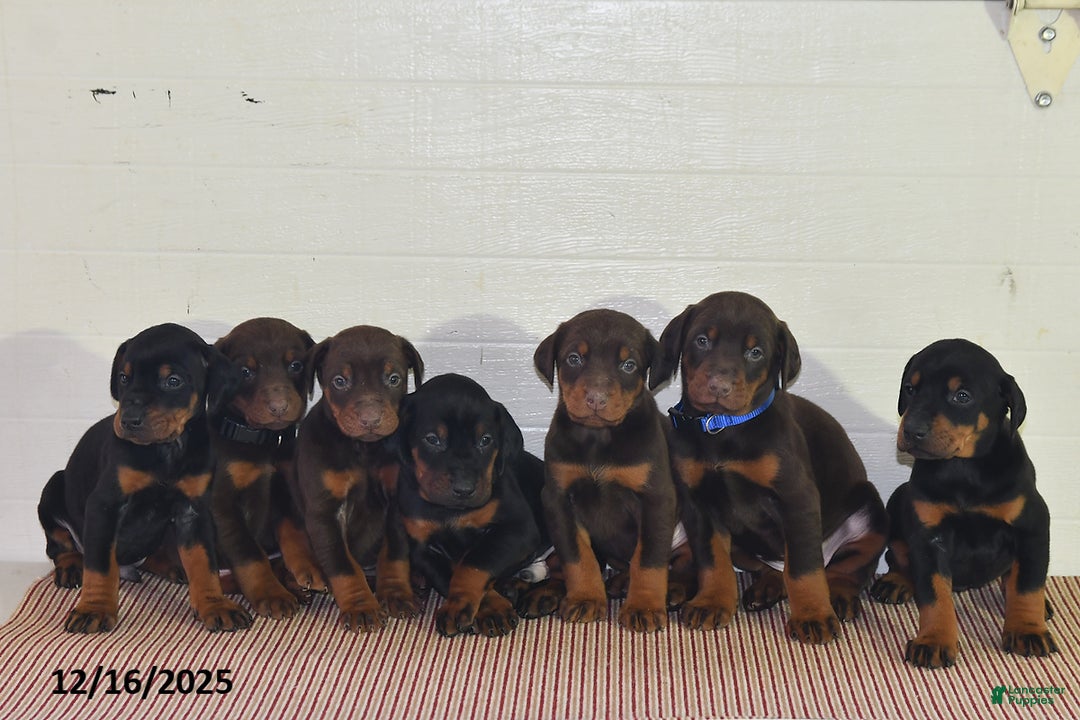 Doberman Pinscher dogs for sale: Bailey - Ad 5