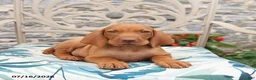 Vizsla dogs for sale: Racer - Ad 3