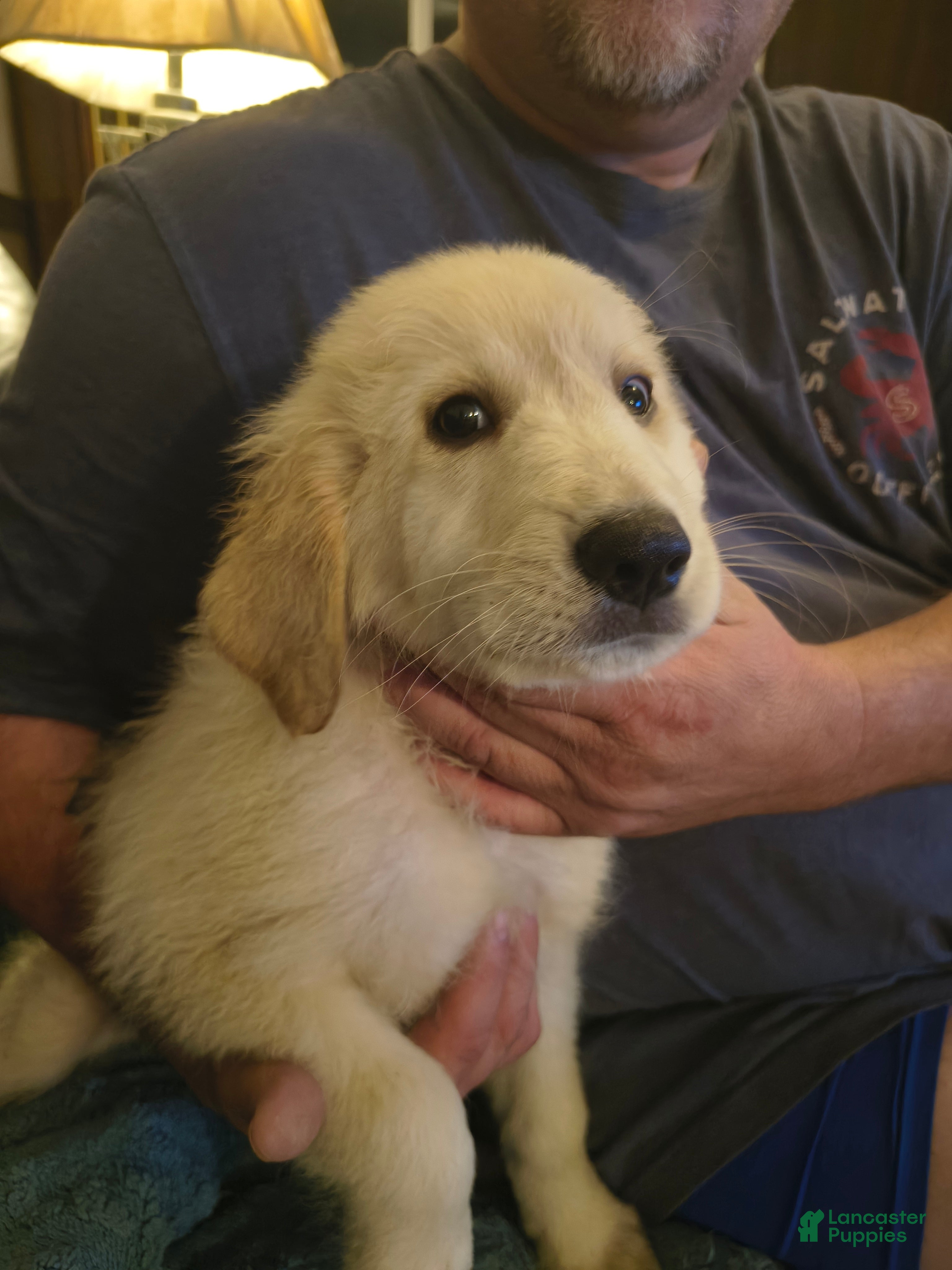 Great Pyrenees dogs Great Pyrenees 2 - Ad 1
