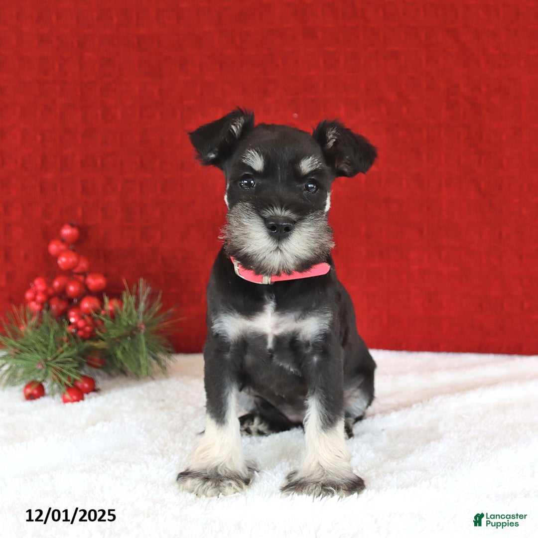 Miniature Schnauzer dogs for sale: Benita - Ad 3