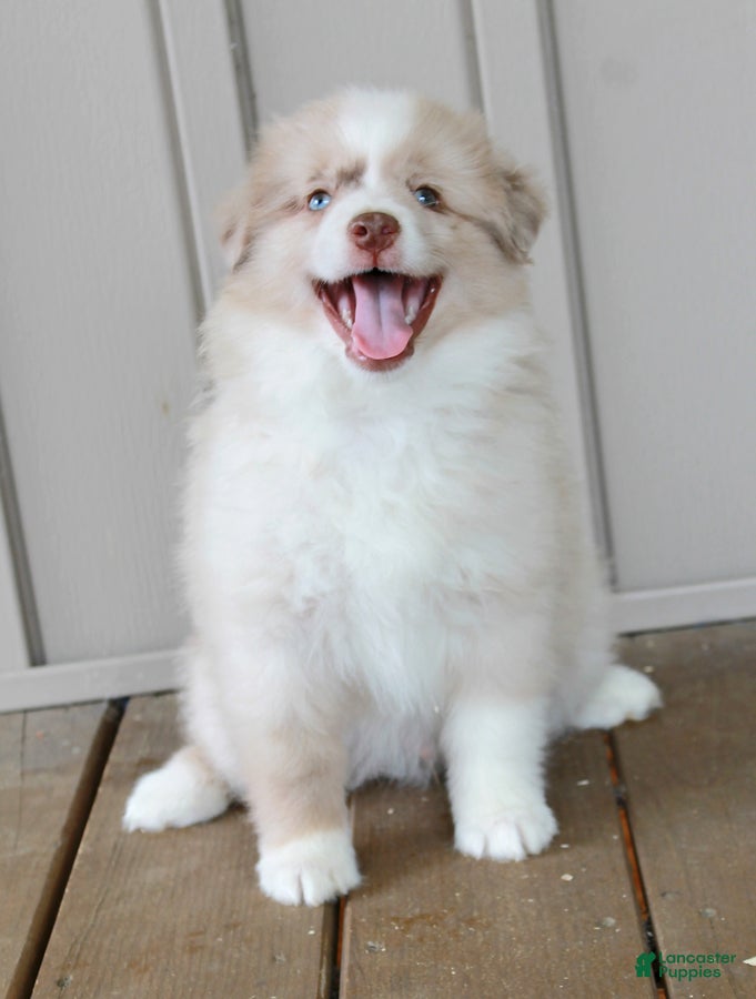 Australian Shepherd dogs Sparky - Ad 1