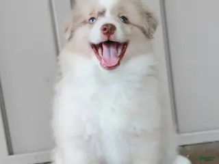 Australian Shepherd dogs for sale: Sparky - Ad 1