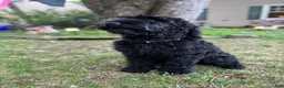 Giant Schnauzer dogs for sale: Tuna - Ad 8