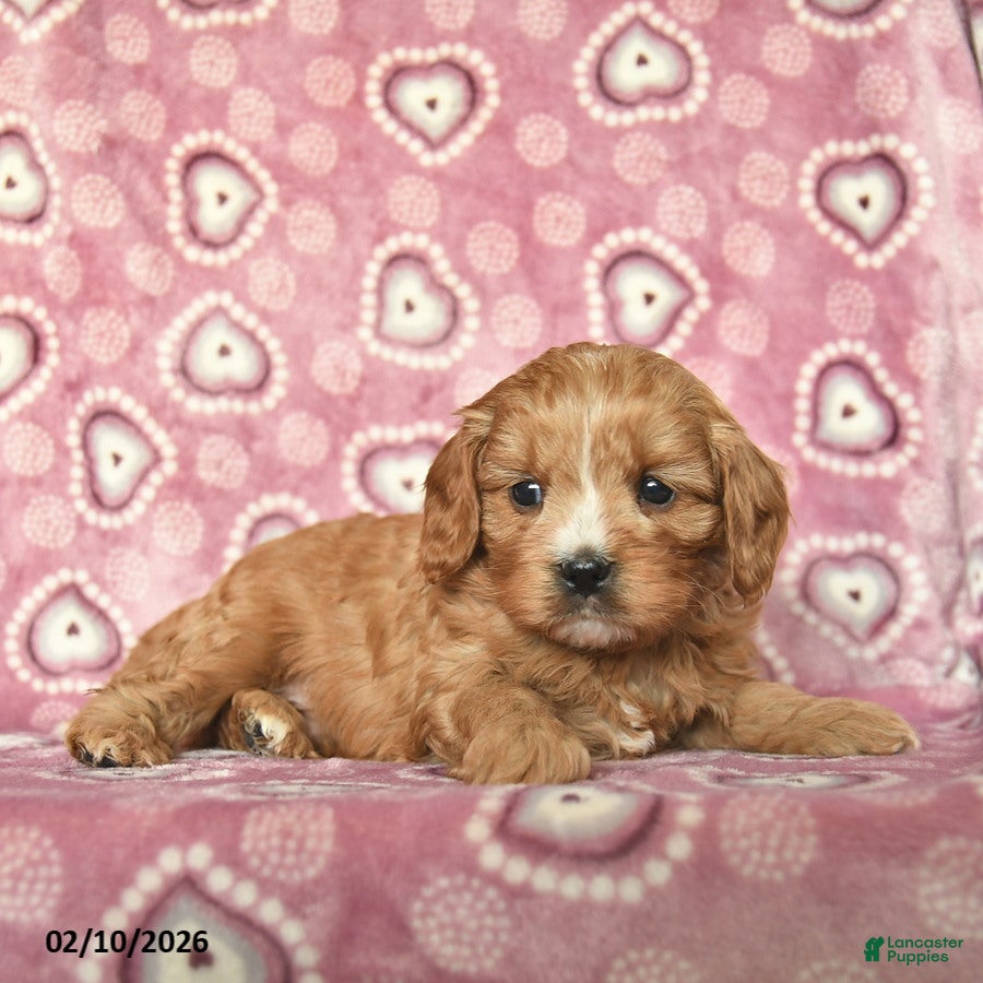 Cavapoo dogs Rocky  - Ad 2