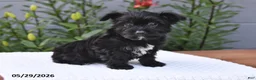 Yorkiepoo dogs for sale: Milo - Ad 4