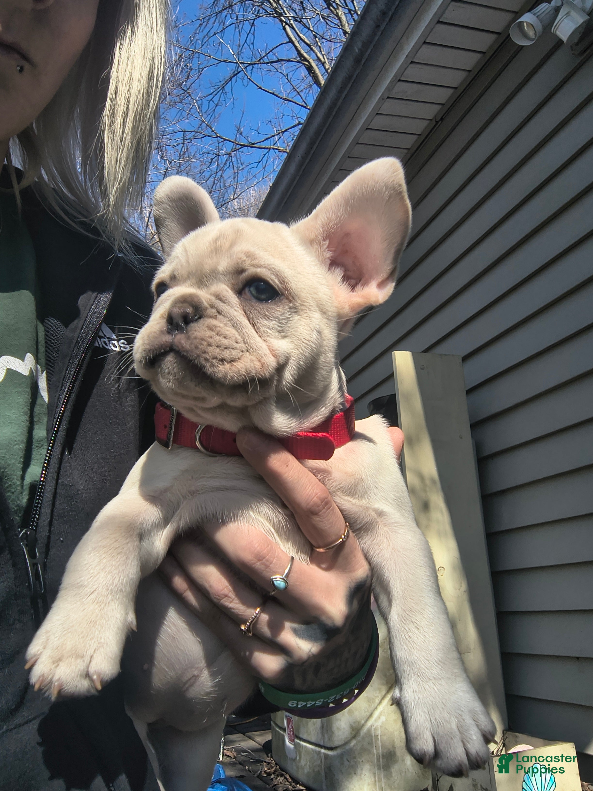 French Bulldog dogs French Bulldog Puppy 3 - Ad 15