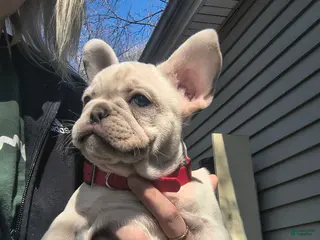 French Bulldog dogs French Bulldog Puppy 3 - Ad 15