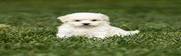 Maltipoo dogs for sale: Jesse Maltipoo  - Ad 16