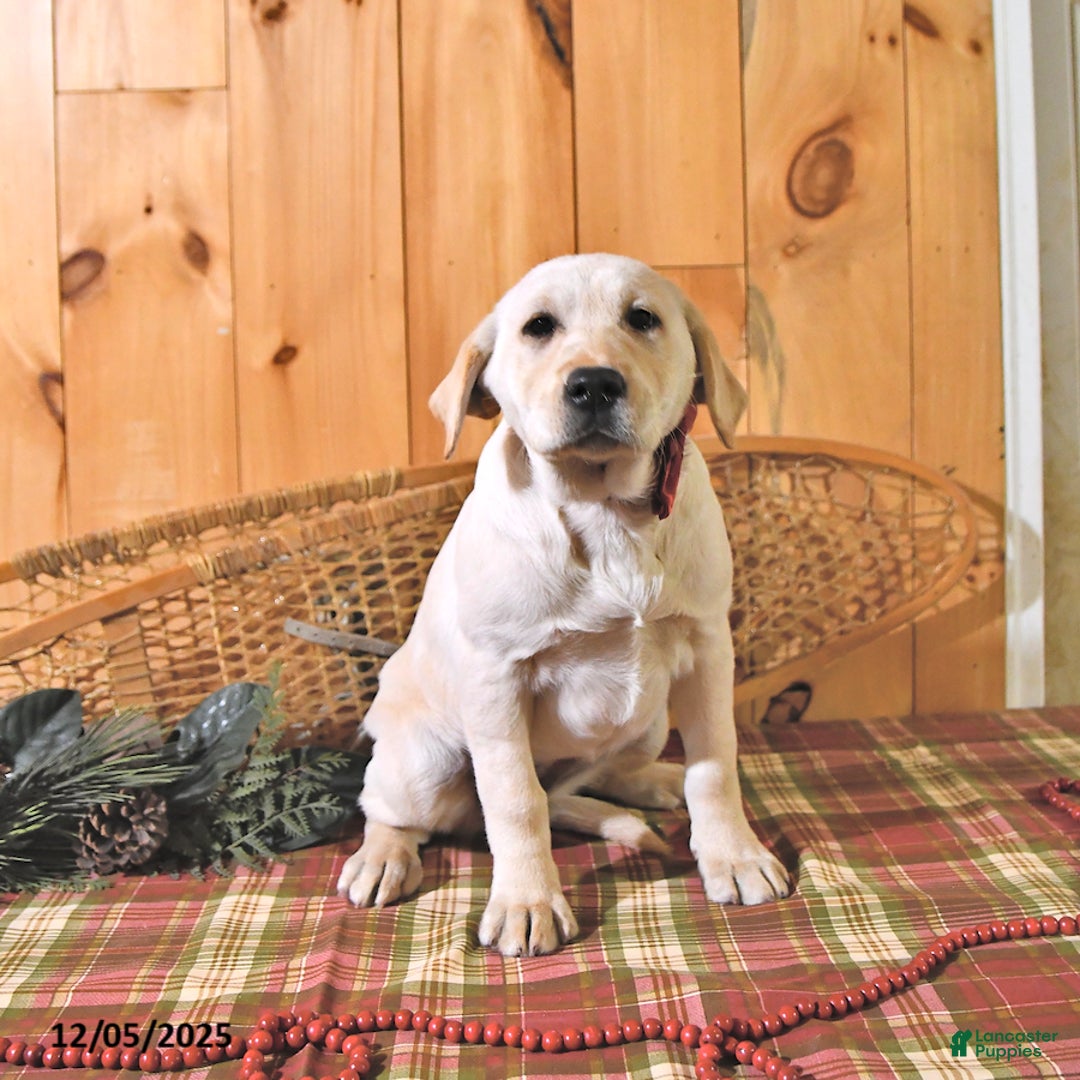 Labrador Retriever dogs for sale: Kate - Ad 4