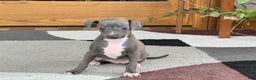 Italian Greyhound dogs for sale: Kk - Ad 6