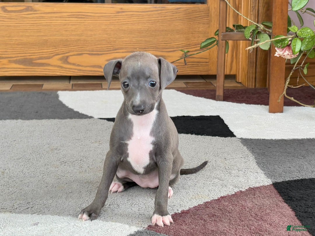 Italian Greyhound dogs for sale: Kk - Ad 6
