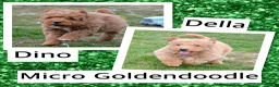 Mini Goldendoodle dogs for sale: Mini Goldendoodle Della - Ad 4
