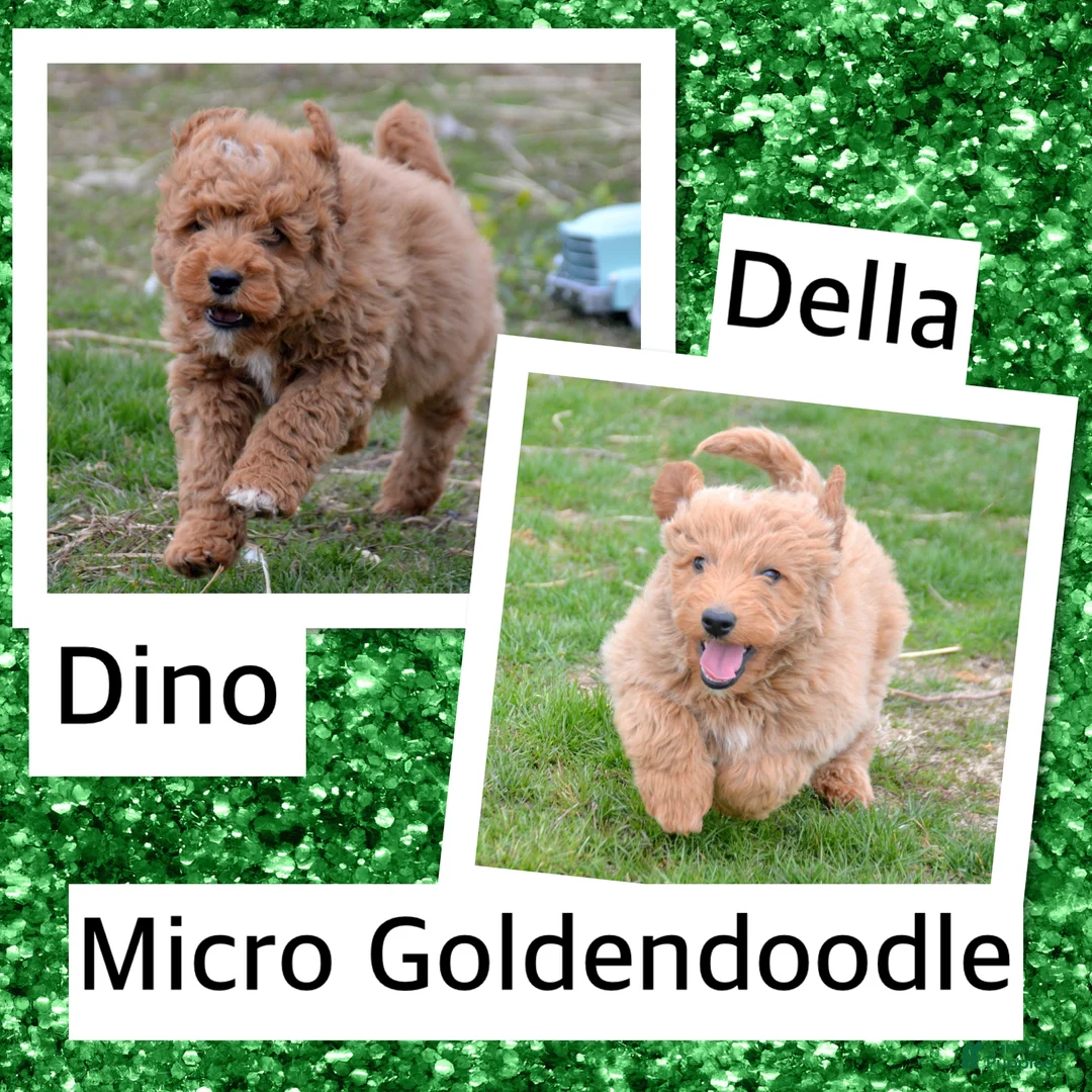 Mini Goldendoodle dogs for sale: Mini Goldendoodle Della - Ad 4
