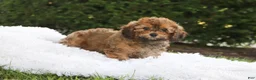 Cavapoo dogs for sale: Rudy - Ad 12