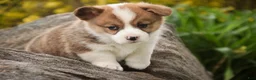 Welsh Corgi Pembroke dogs for sale: Andy - Ad 3