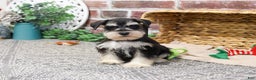 Miniature Schnauzer dogs for sale: Eduardo  - Ad 2