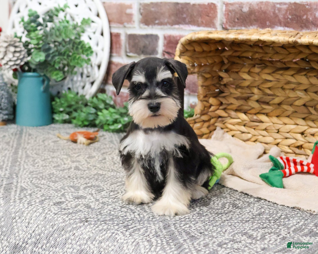 Miniature Schnauzer dogs for sale: Eduardo  - Ad 2