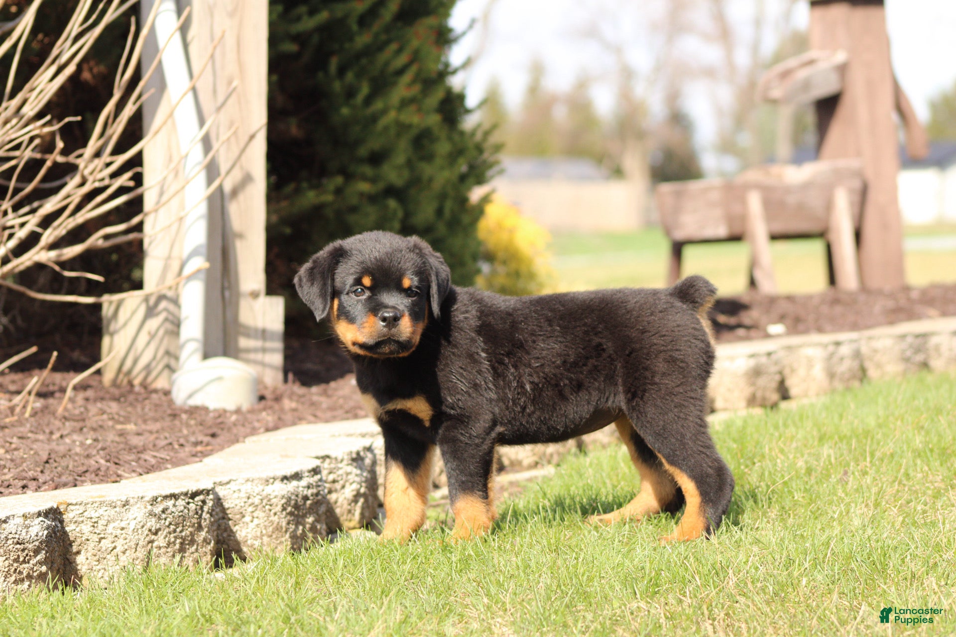 Rottweiler dogs Molly - Ad 1