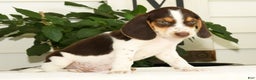 Beagle dogs for sale: Perry - Ad 8