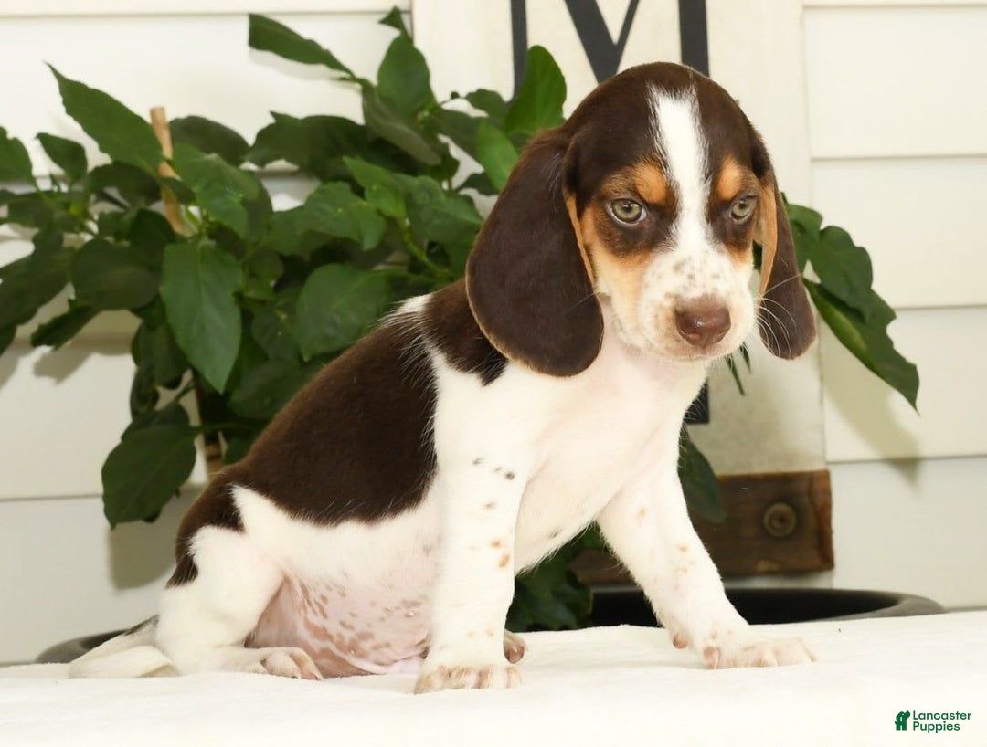 Beagle dogs for sale: Perry - Ad 8