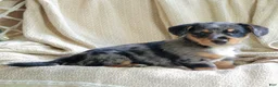 Mixed Breed dogs for sale: Orlando - Ad 3