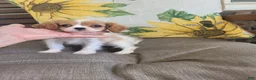 Cavalier King Charles Spaniel dogs for sale: Cassanova - Ad 4