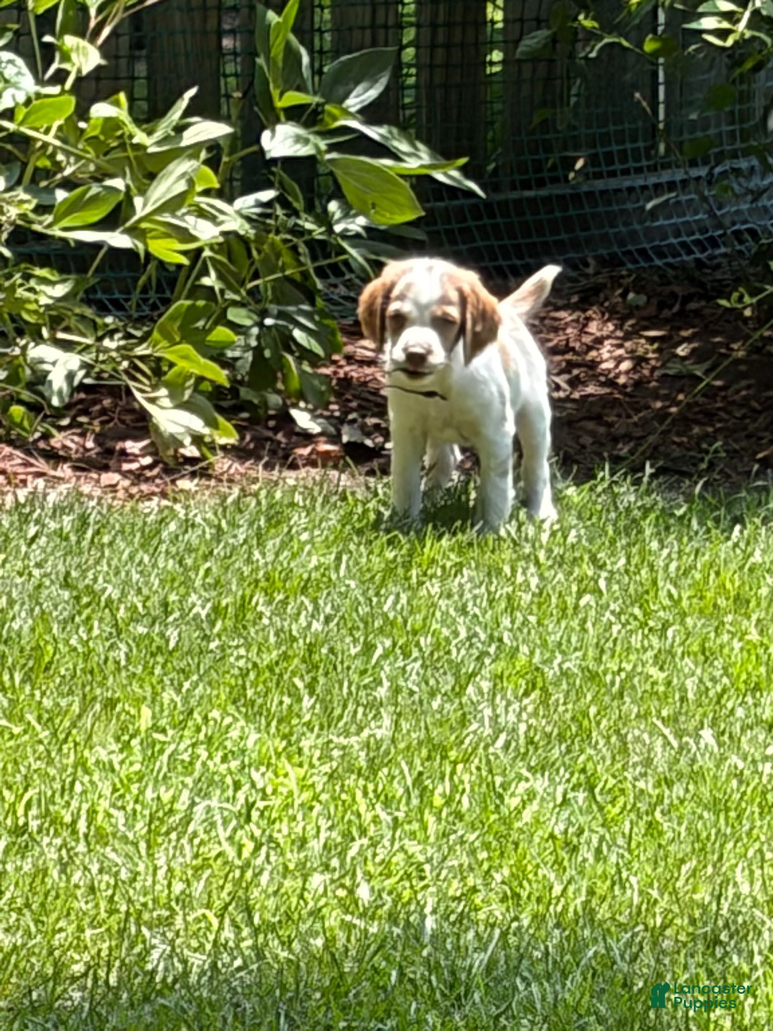 Brittany Spaniel dogs Brittany Spaniel 5 - Ad 2