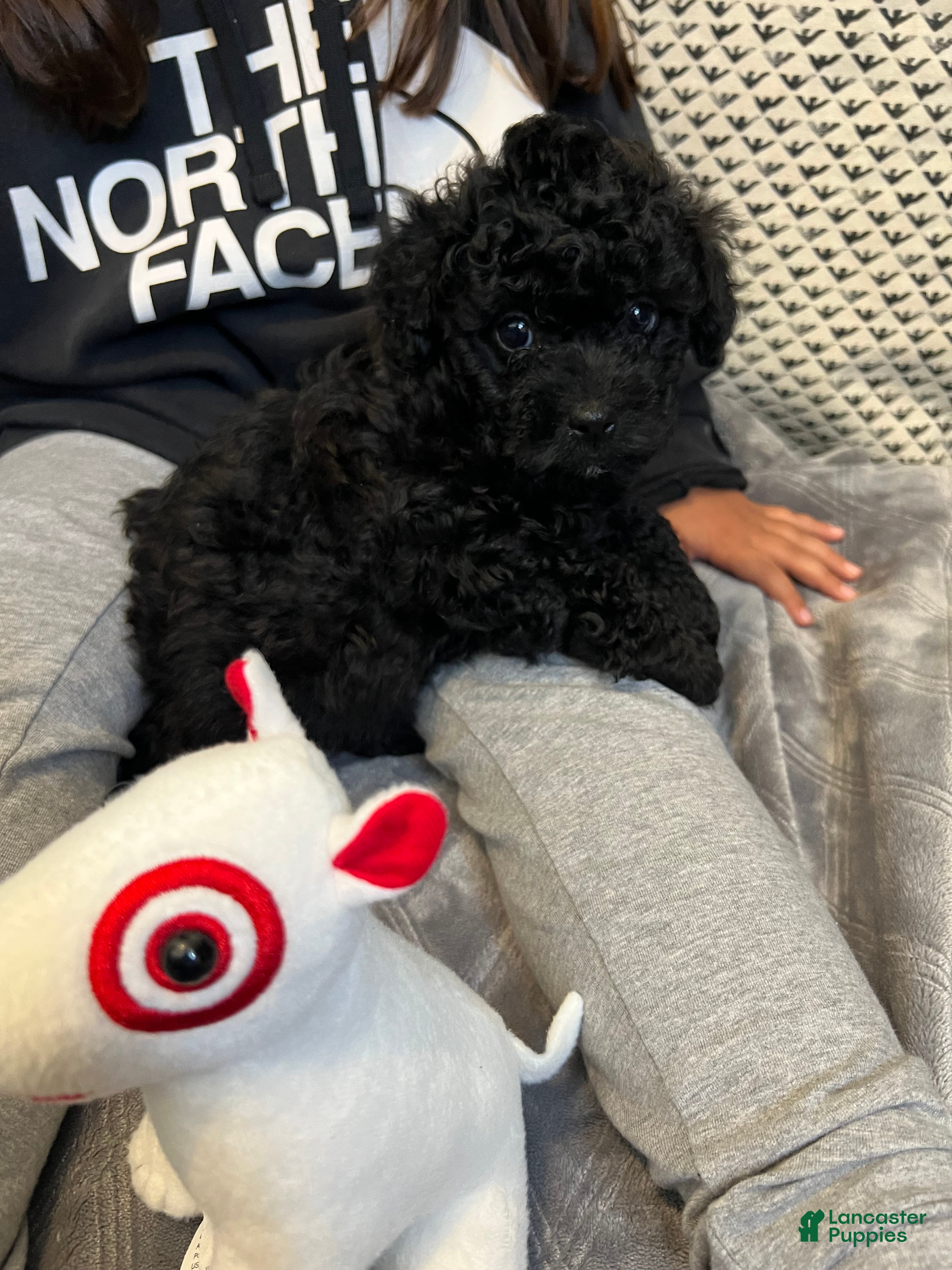 Toy Poodle dogs Toy poodle  - Ad 1