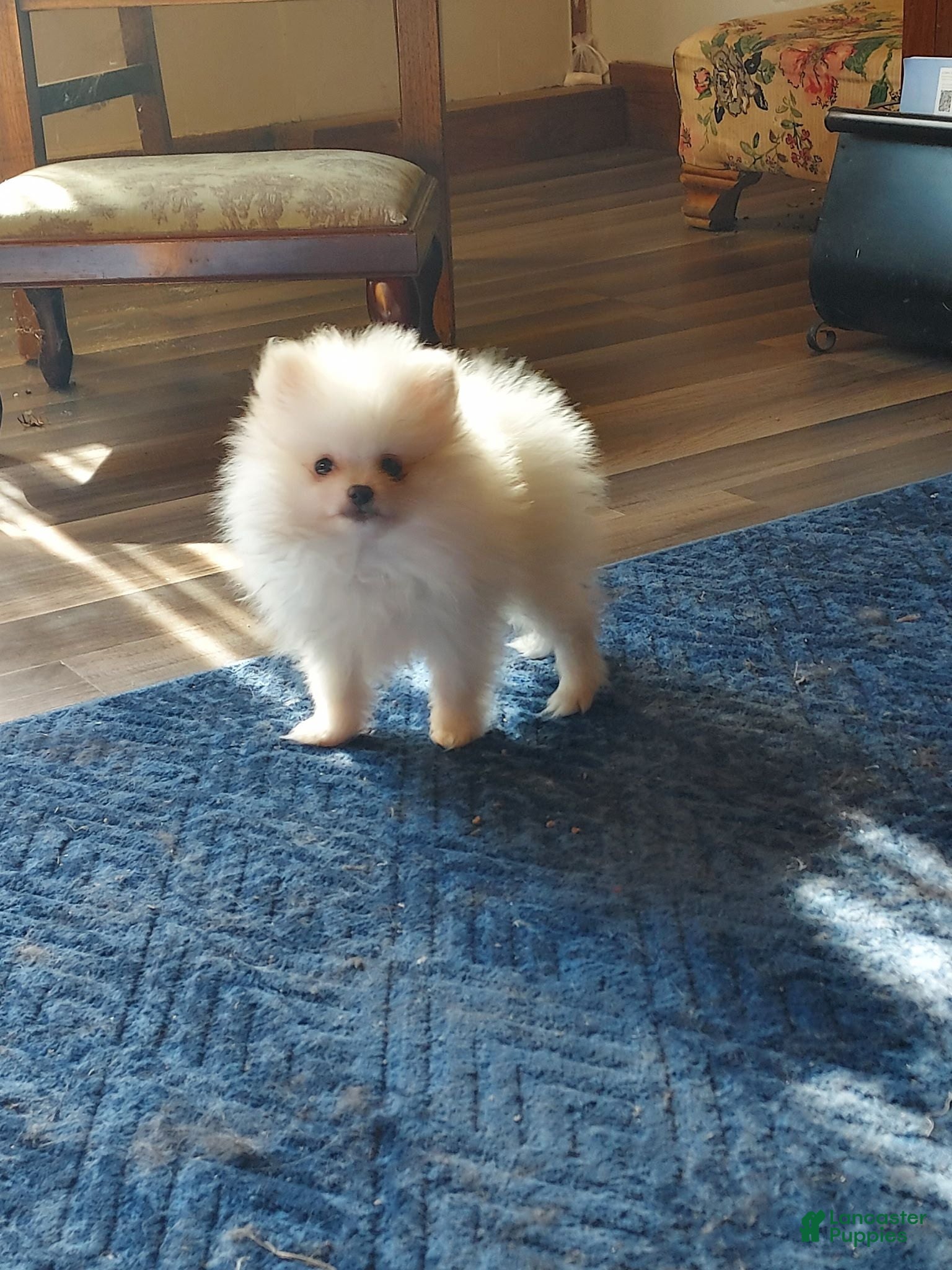 Pomeranian dogs for sale: Pomeranian 1 - Ad 1