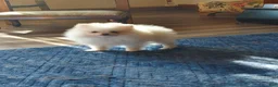 Pomeranian dogs for sale: Pomeranian 1 - Ad 1