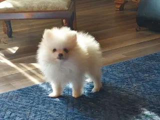 Pomeranian dogs Pomeranian 1 - Ad 1