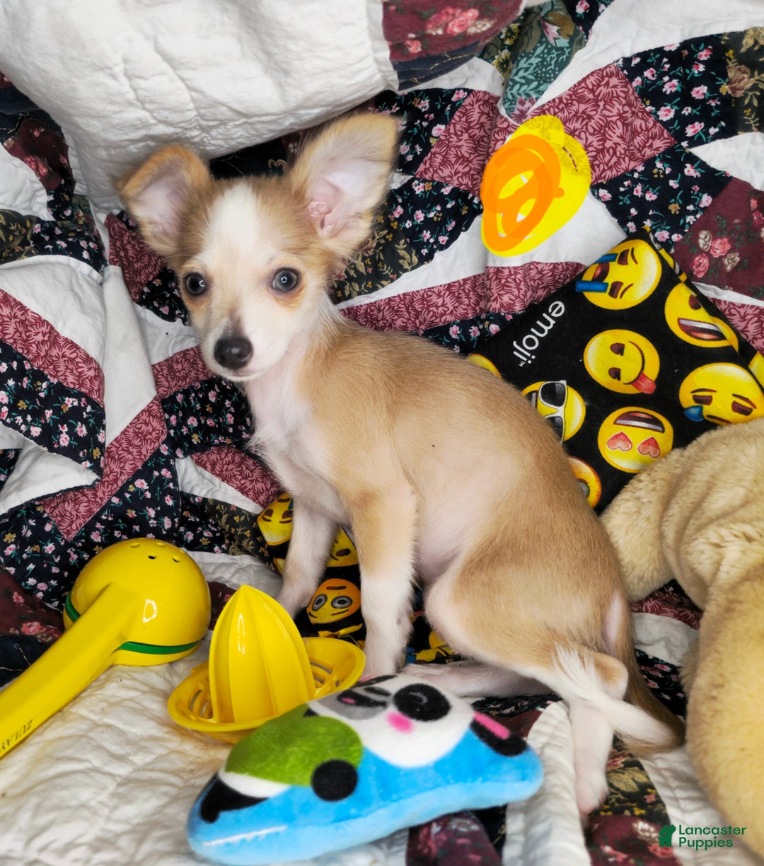 Chihuahua dogs for sale: Nikole LH - Ad 2